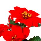 Mikulásvirág cserepes piros M19cm