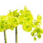 Orchidea cserepes gumi zöld M55cm