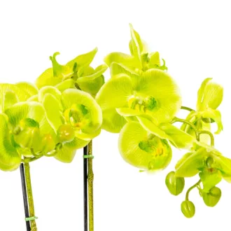 Orchidea cserepes gumi zöld M55cm