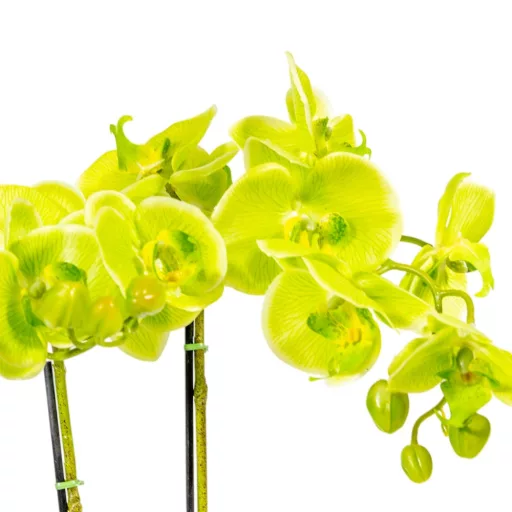 Orchidea cserepes gumi zöld M55cm