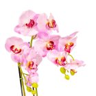 Orchidea cserepes gumi rózsaszín M55cm