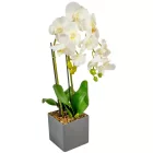 Orchidea cserepes gumi fehér M55cm