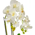 Orchidea cserepes gumi fehér M55cm