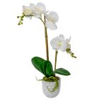 Orchidea cserepes gumi 2ágú fehér M47cm