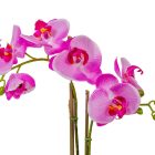 Orchidea cserepes gumi 2ágú lila M47cm