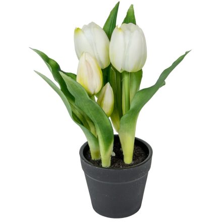 Cserepes tulipán gumi 5v. M22cm 12db/#