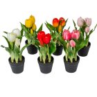 Cserepes tulipán gumi 5v. mix M22cm 12db/#