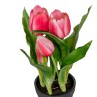 Cserepes tulipán gumi 5v. mix M22cm 12db/#