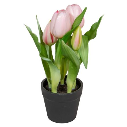 Cserepes tulipán gumi 5v. M22cm 12db/#