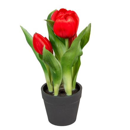 Cserepes tulipán gumi 5v. M22cm 12db/#