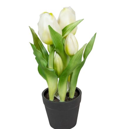 Cserepes tulipán gumi 5v. M23cm 12db/#