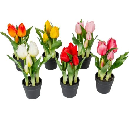 Cserepes tulipán gumi 5v. M23cm 12db/#