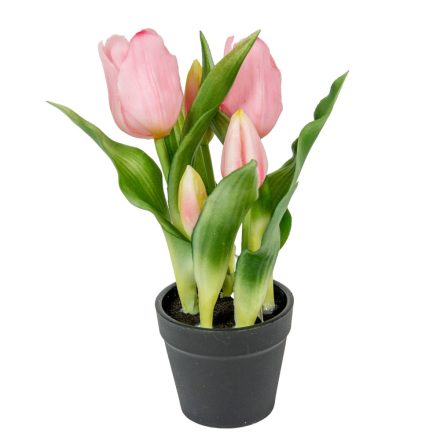 Cserepes tulipán gumi 5v. M23cm 12db/#