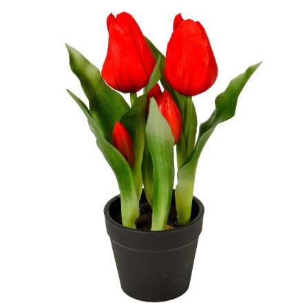 Cserepes tulipán gumi 5v. M23cm 12db/#