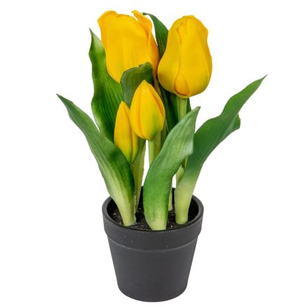 Cserepes tulipán gumi 5v. M23cm 12db/#