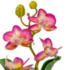 Orchidea cserepes gumi krém-lila M21cm