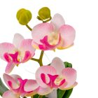 Orchidea cserepes gumi rózsaszín M21cm