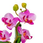 Orchidea cserepes gumi lila M21cm