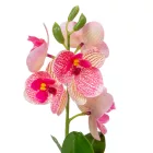 Cserepes orchidea gumi M27cm 12db/#