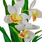 Cserepes orchidea gumi krém M42cm 12db/#