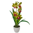 Cserepes orchidea gumi zöld M42cm 12db/#