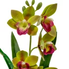 Cserepes orchidea gumi zöld M42cm 12db/#