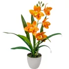 Cserepes orchidea gumi narancs M42cm 12db/#