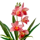Cserepes orchidea gumi rózsaszín M42cm 12db/#