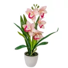 Cserepes orchidea gumi fehér-rózsaszín M42cm 12db/#