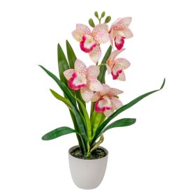 Cserepes orchidea gumi fehér-rózsaszín M42cm 12db/#