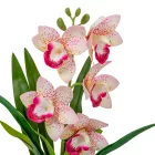 Cserepes orchidea gumi fehér-rózsaszín M42cm 12db/#
