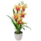 Cserepes orchidea gumi sárga M42cm 12db/#