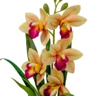 Cserepes orchidea gumi sárga M42cm 12db/#