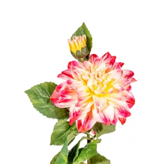 Dália szálas 2v. M76cm 18db/#