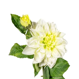 Dália szálas 2v. M73cm 18db/#