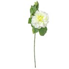 Dália szálas zöld M60cm 24db/#