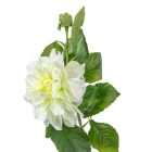 Dália szálas zöld M60cm 24db/#