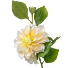 Dália szálas sárga M60cm 24db/#