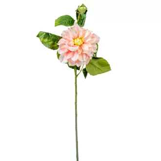 Dália szálas barack M60cm 24db/#