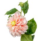 Dália szálas barack M60cm 24db/#