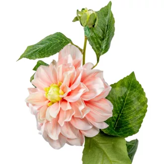 Dália szálas barack M60cm 24db/#