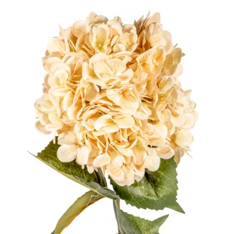 Hortenzia szálas bézs M77cm 12db/#