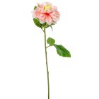 Dália szálas barack M55cm 36db/#