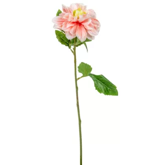Dália szálas barack M55cm 36db/#