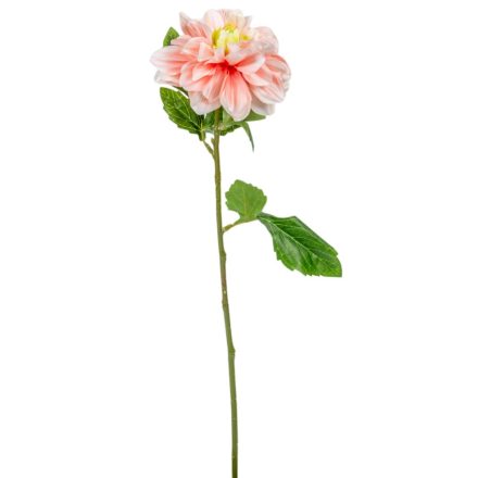 Dália szálas barack M55cm 36db/#