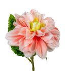 Dália szálas barack M55cm 36db/#