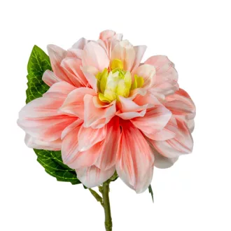 Dália szálas barack M55cm 36db/#