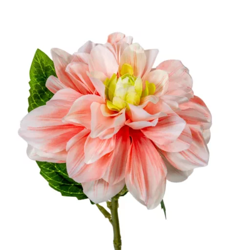 Dália szálas barack M55cm 36db/#
