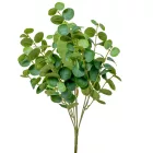 Eukaliptusz bokor 7ágú M47cm 24db/#