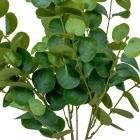 Eukaliptusz bokor 7ágú M47cm 24db/#